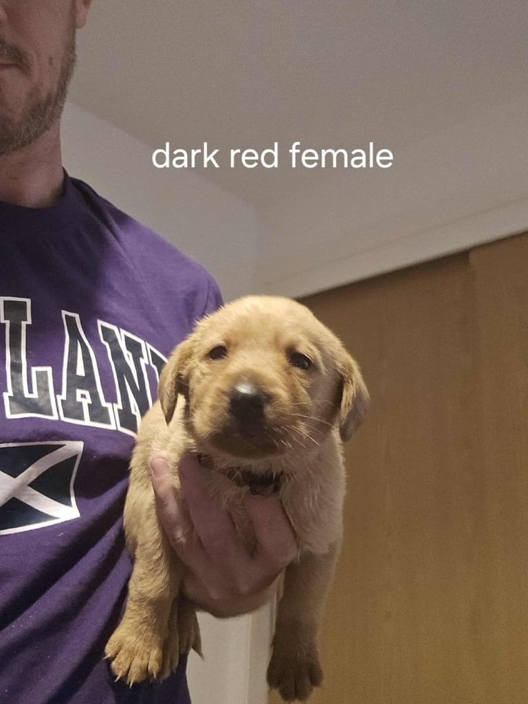 Kc fox red labrador puppies