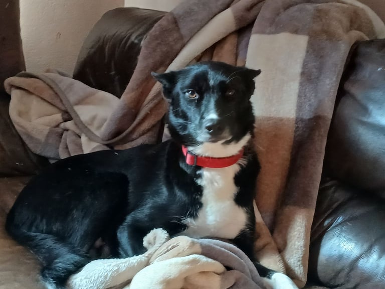 Mum is a husky collie cross dad is a malamute husky cross 