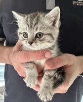 Beautiful Silver British Shorthaired Kittens 