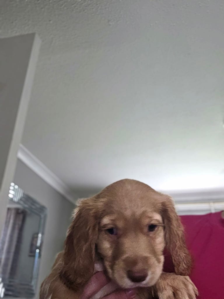 Gorgeous cocker spaniel 