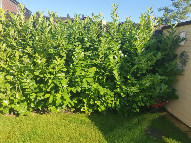 image for 10 foot Laurels 