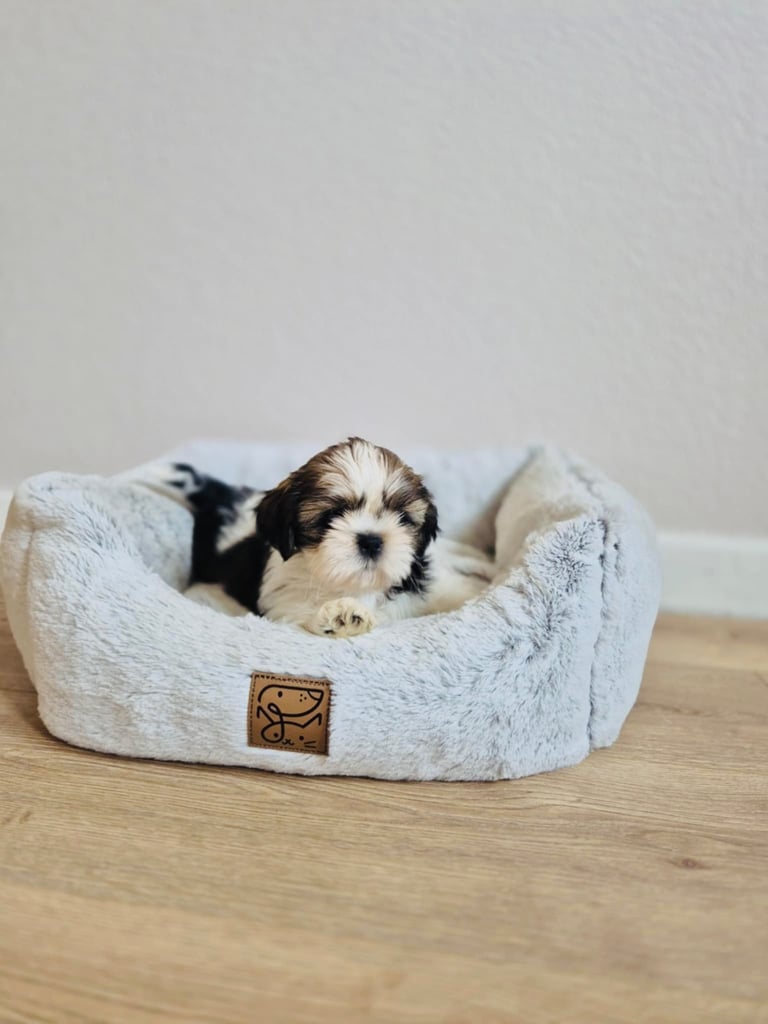 Shihtzu
