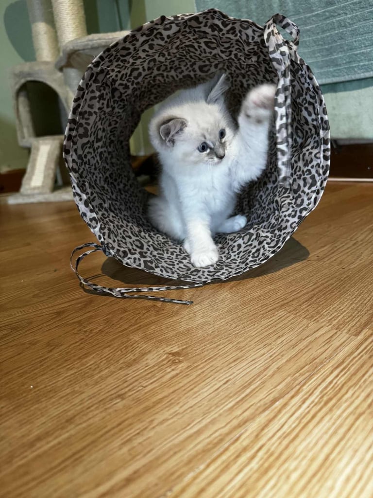 edinburgh female ragdoll kitten
