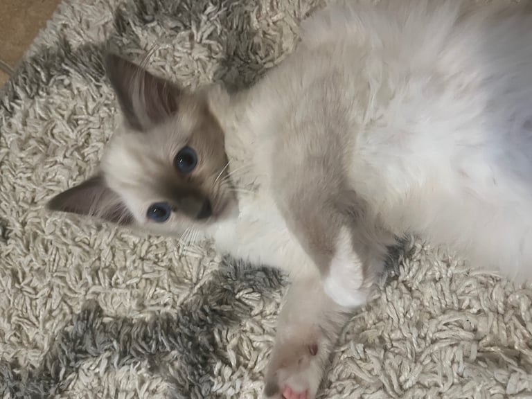 Beautiful Ragdoll Kittens