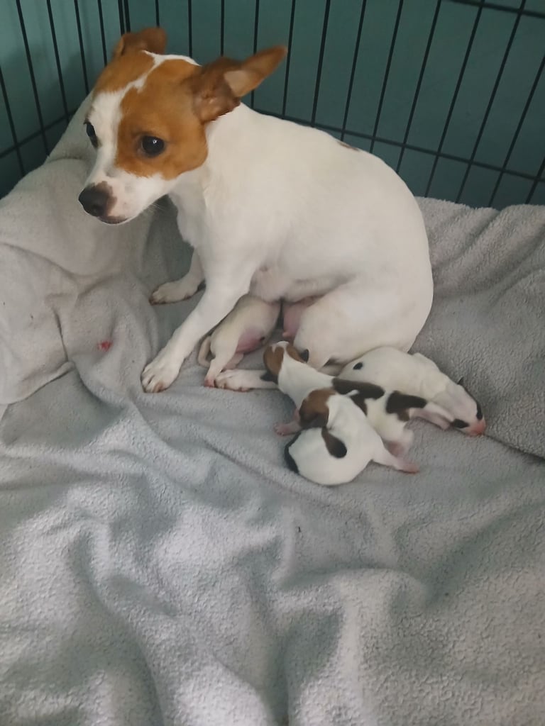Jack russell 