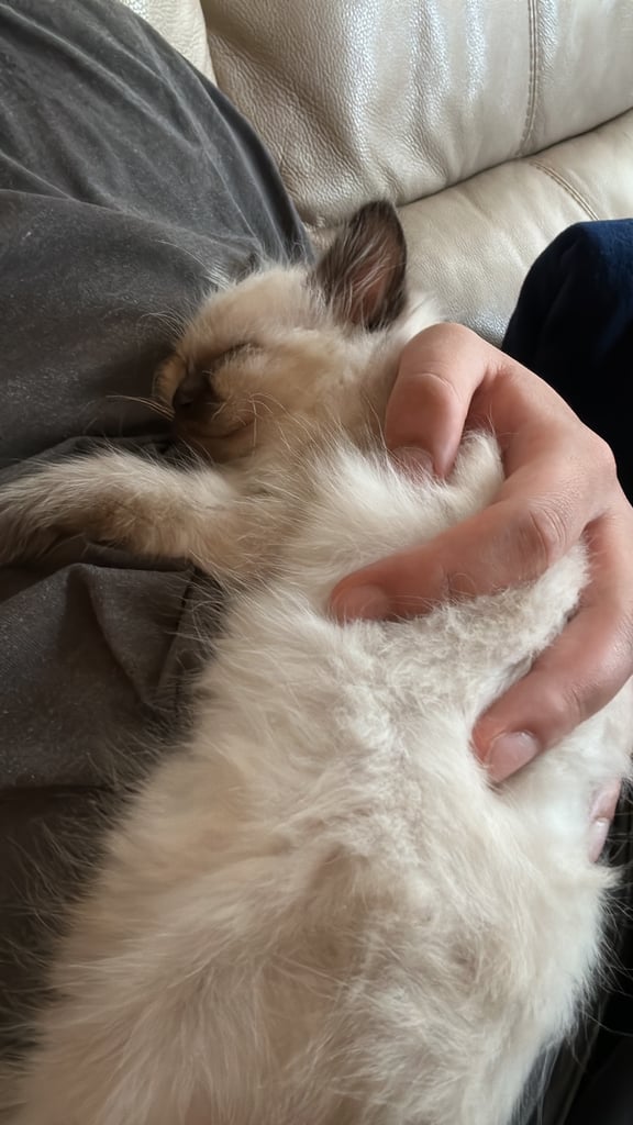 Beautiful male Ragdoll kitten - 8 weeks old