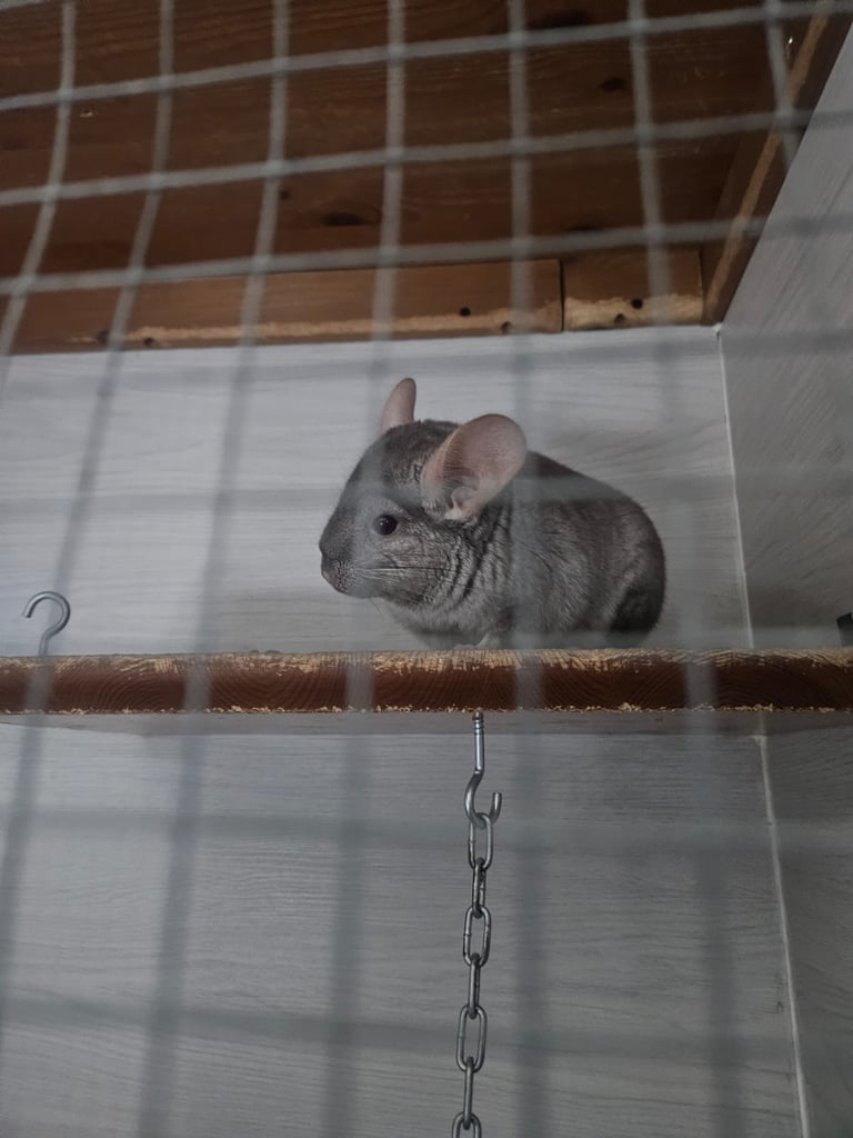 Chinchillas for sale 