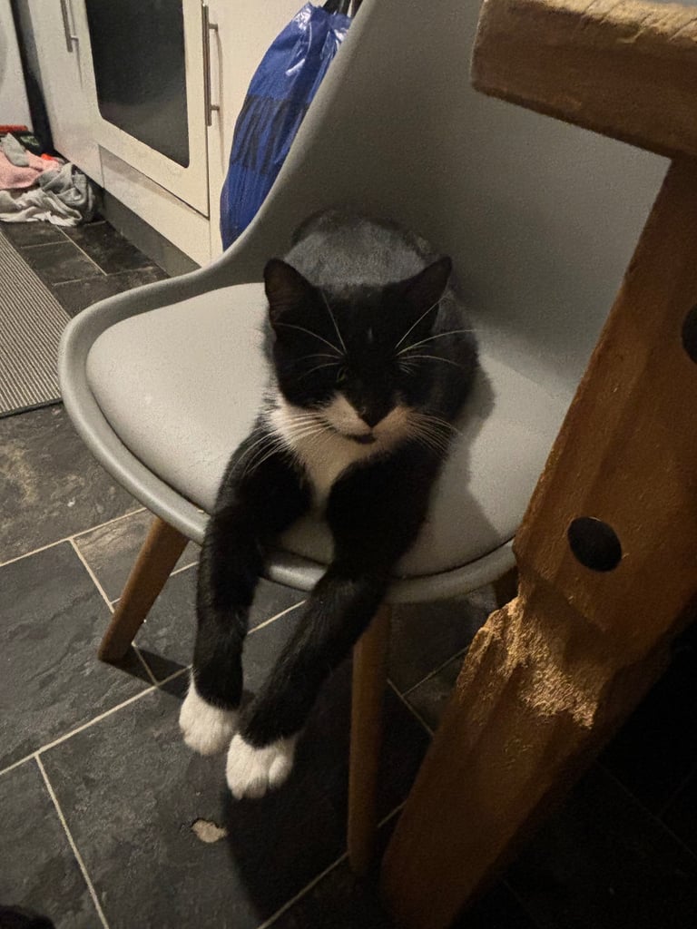 Cat 3years old Needs rehoming 