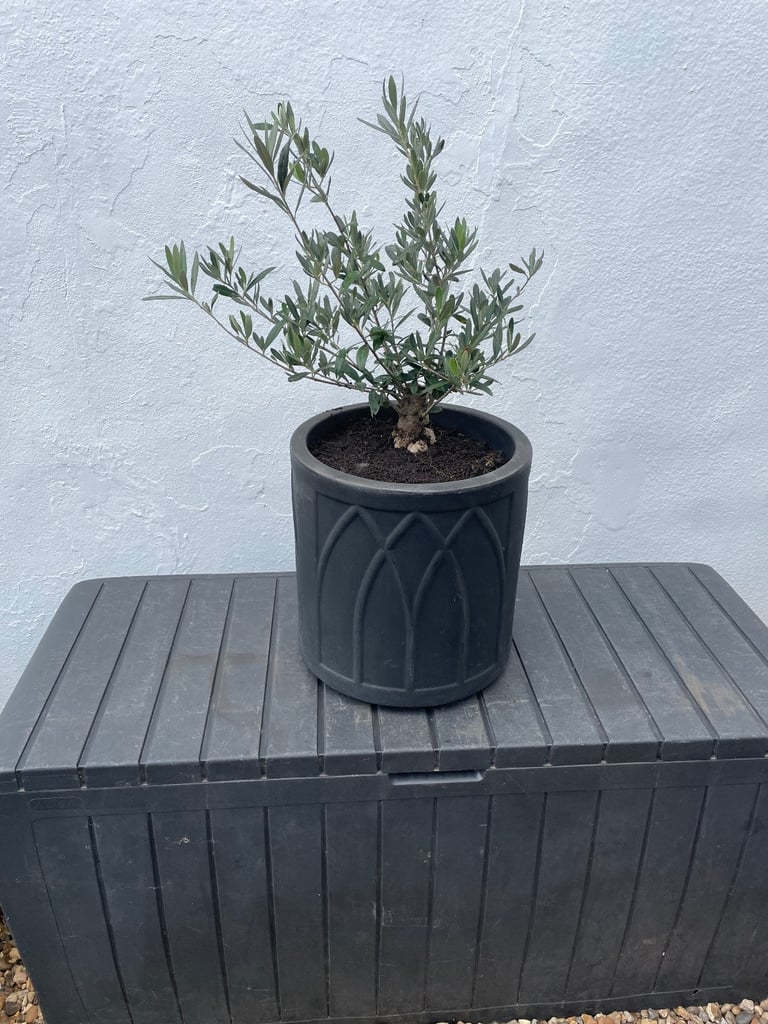 OLIVE TREE WITH POT £25