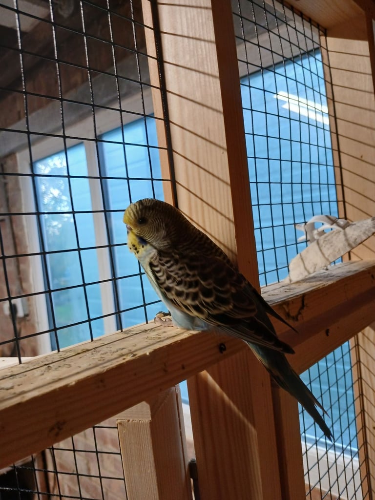 Baby Budgies. Lovely colours.