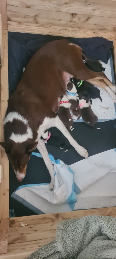 Border collie puppies 🐶 