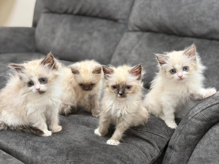 Ragdoll Kittens Forsale