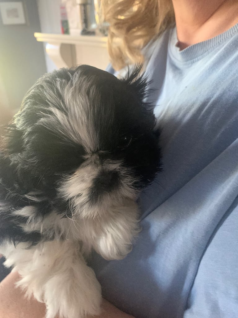 image for Shihtzu Pup for sale