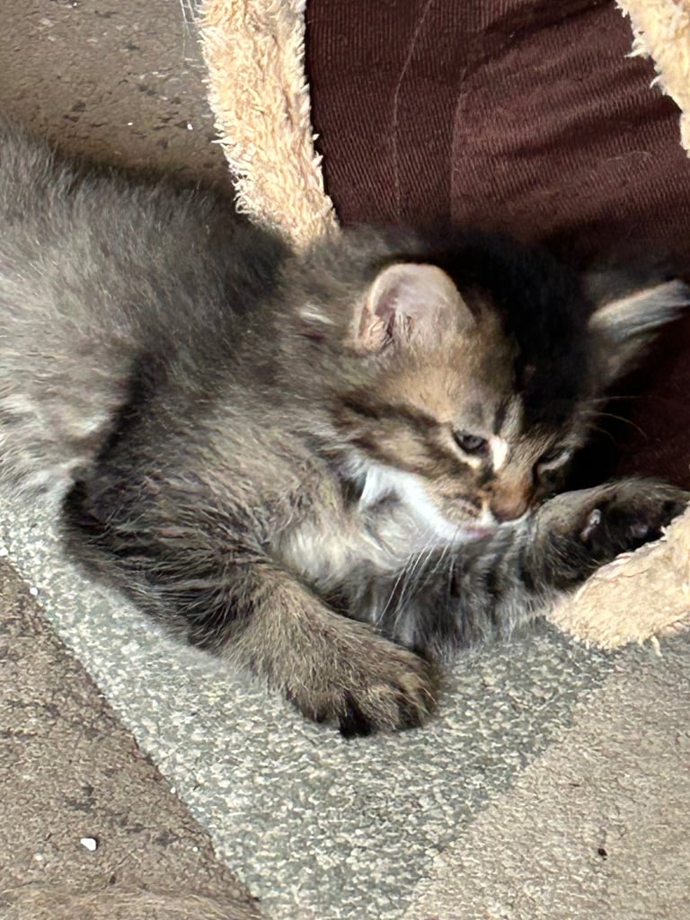 image for Adorable kittens for sale