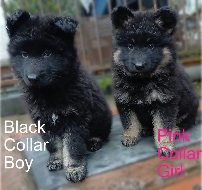 READY NOW!! Chunky, Loving, Loyal GSD Puppies