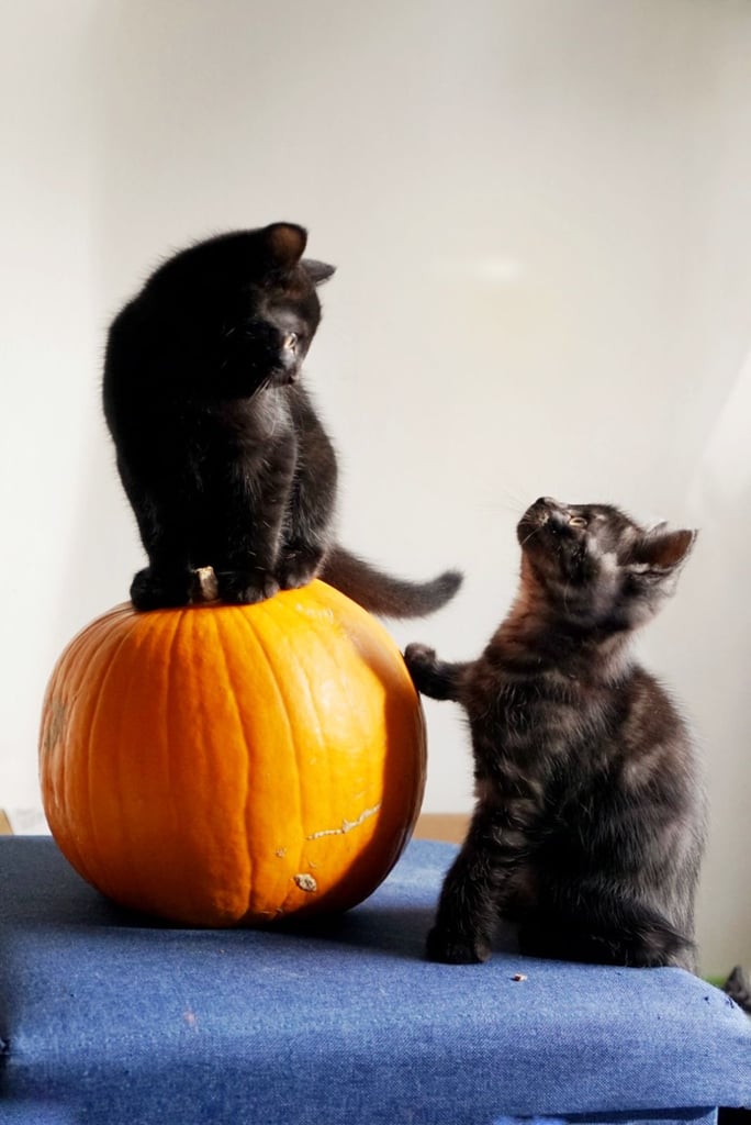 Lovely black kitten for sale 