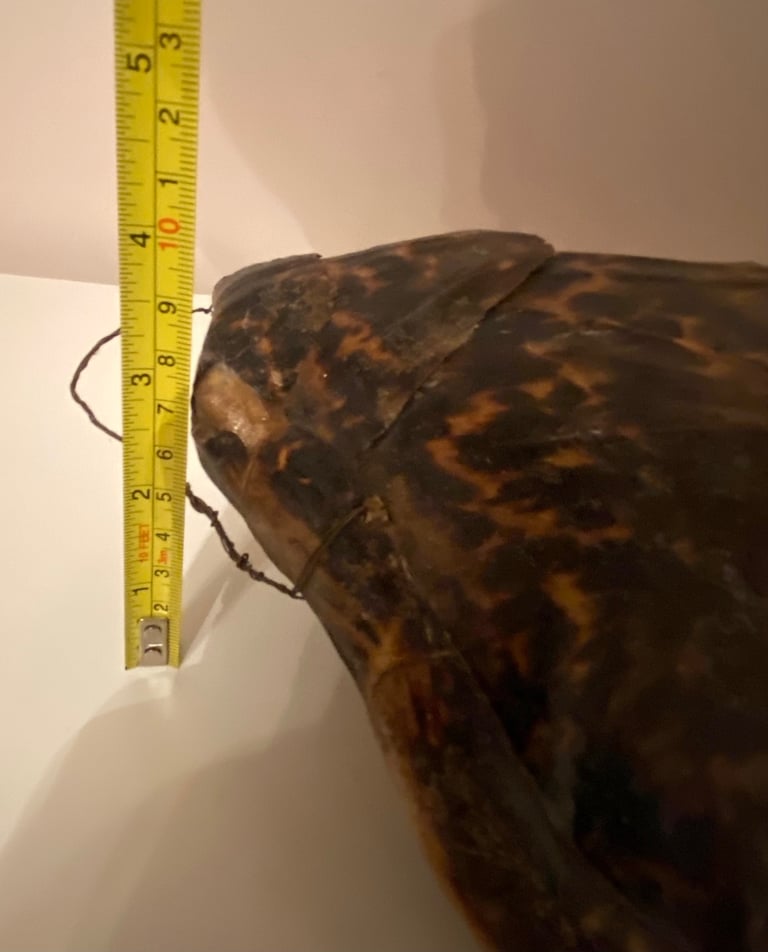 Vintage taxidermy shell