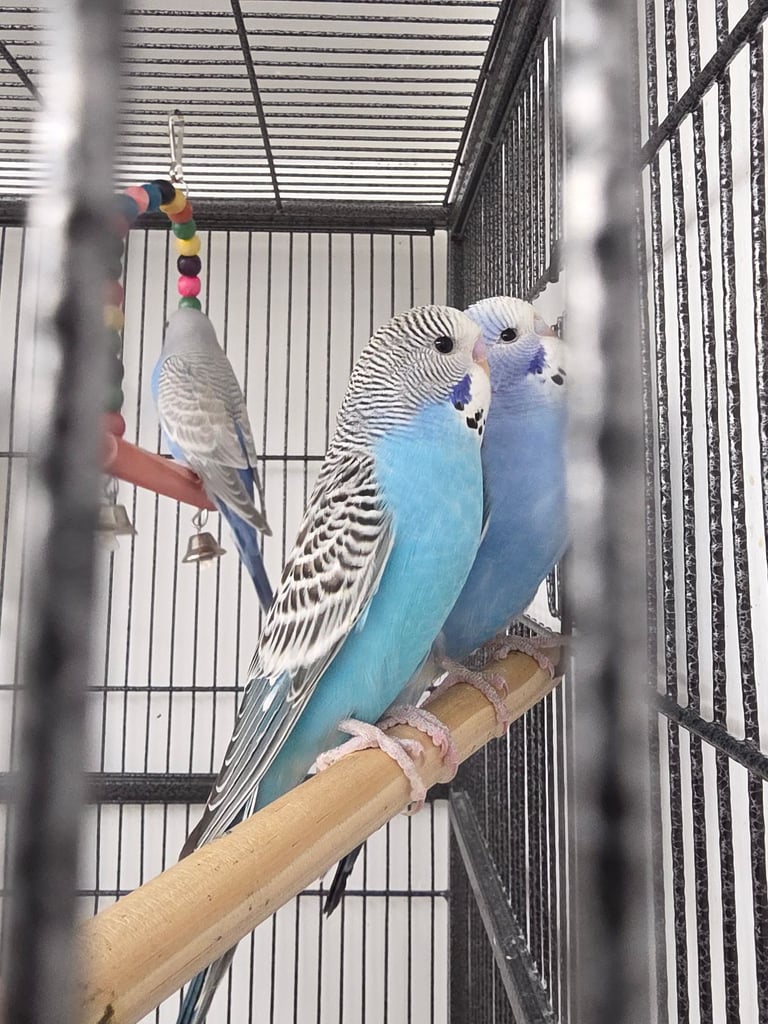 image for Budgies for sale 