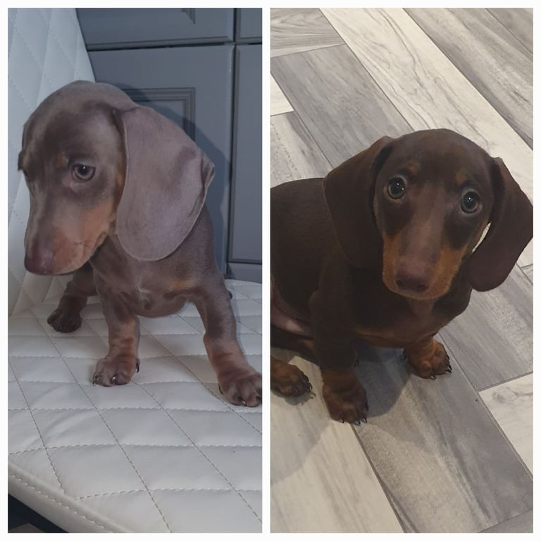 Dachshund puppies for sale