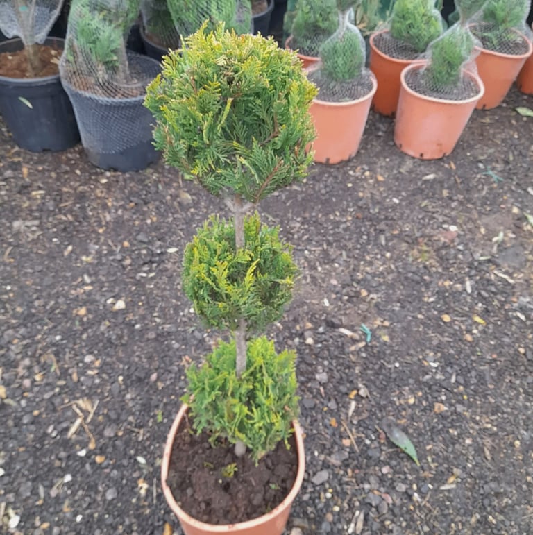 Topiary Tree "Pom Pom" Lemon Conifer Hardy Plants Approx 100cm Tall 20L Pot