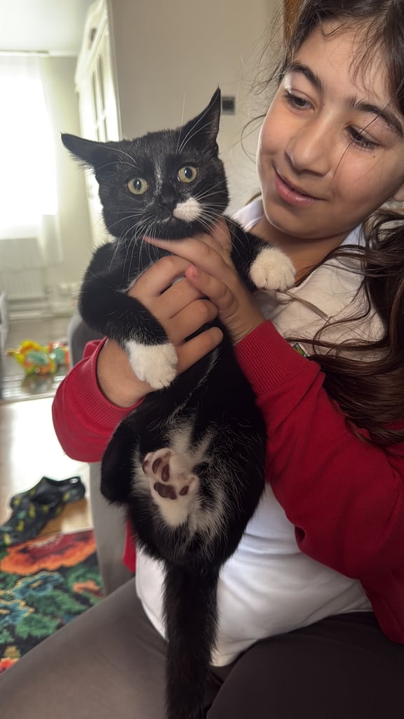 Kitten 1 left 