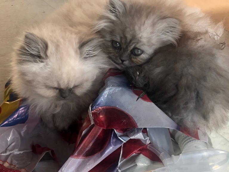Stunning Persian kittens 
