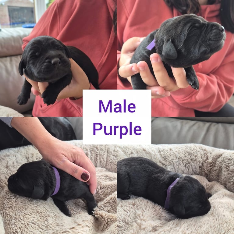 4 week old puppies ready to sell and go in 3 weeks time 