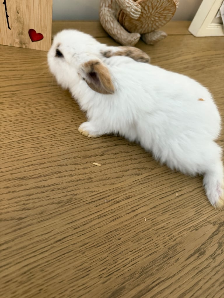 Mini lop rabbits