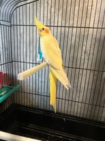 Female cockatiel with cage 