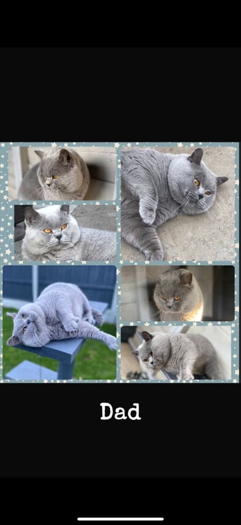 1 Beautiful British Shorthair Girl