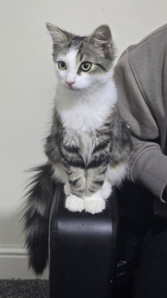 Kitten 