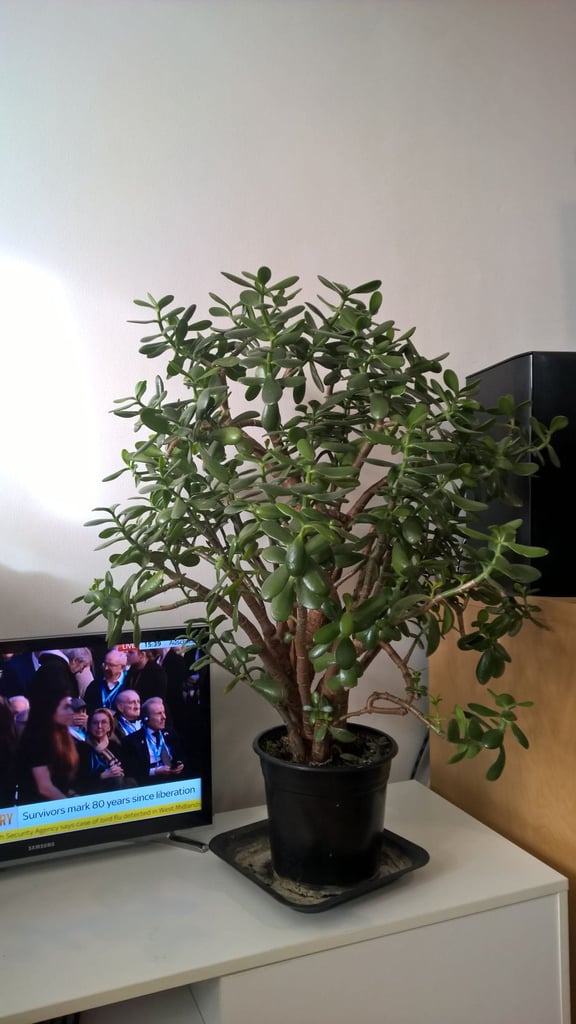 Big 25 Years Old Money Tree/Jade Plant Succulent Bonsai.