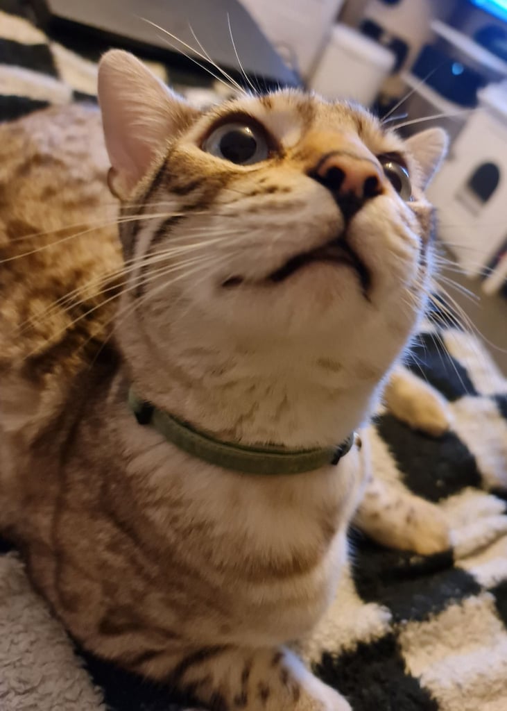 1y Male + Female Bengals to be homed together or separately