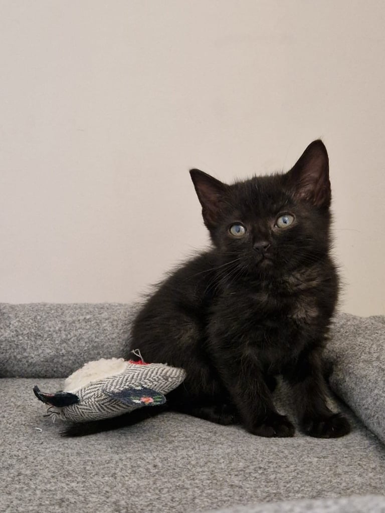4 adorable kitties for sale
