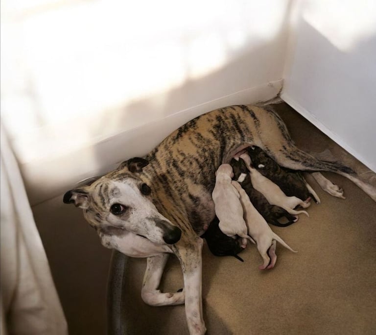 Full Pedigree Whippet Puppies