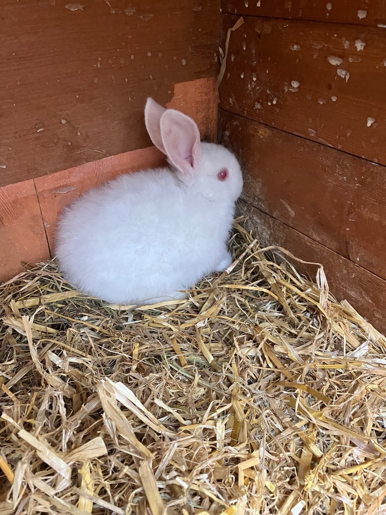 Baby rabbits for sale
