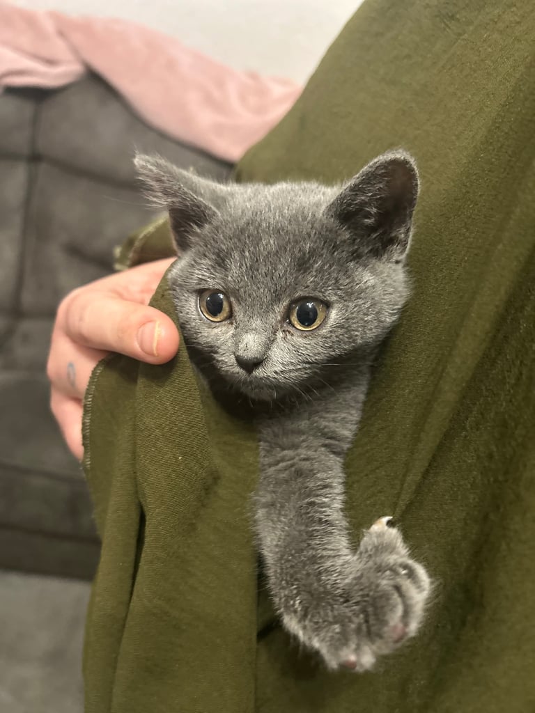 Kitten British shorthair 1 boy 1 girl left 