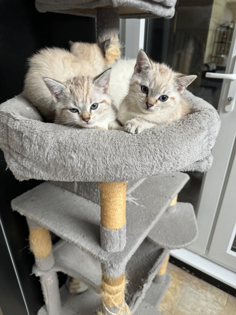 Unique shorthair kittens 