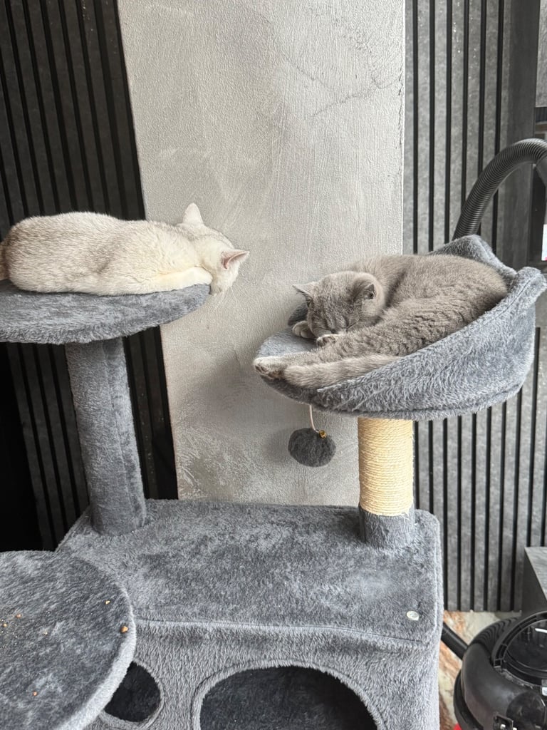 British shorthair kittens 