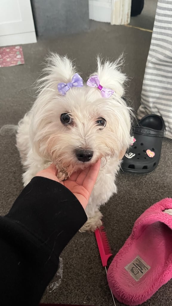 Maltese puppies for rehoming 