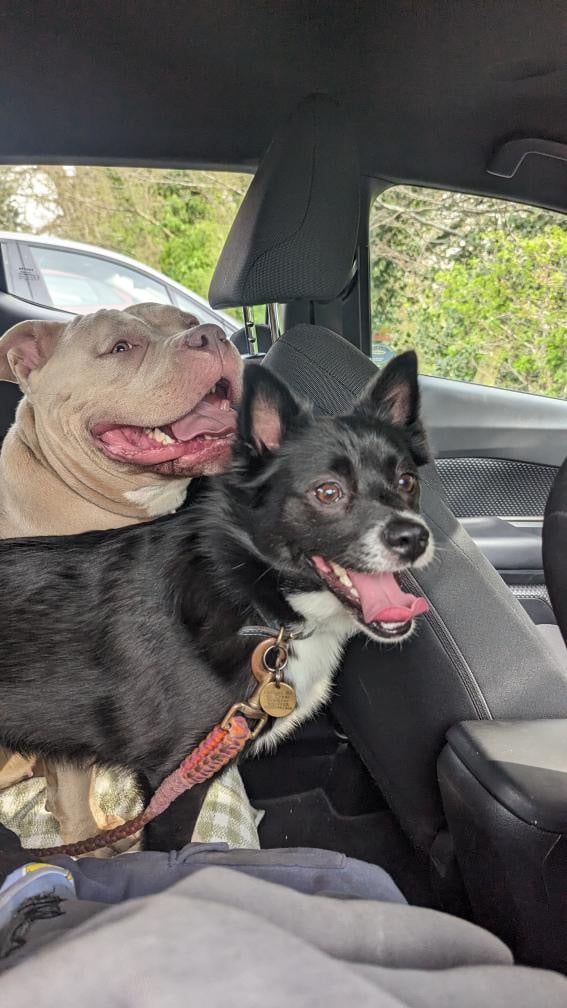 Sweetest Nala looking for a new home 