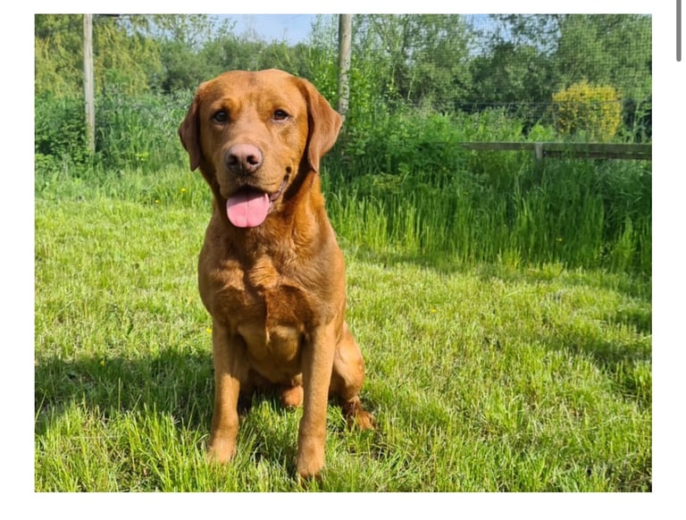 1 KC reg Dark Fox Red Labrador puppy remaining 