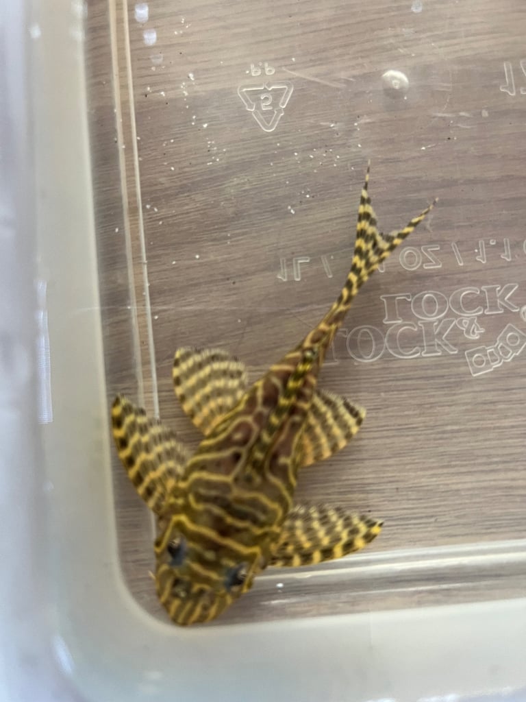 F1 L333 Goldline Plecos. £20