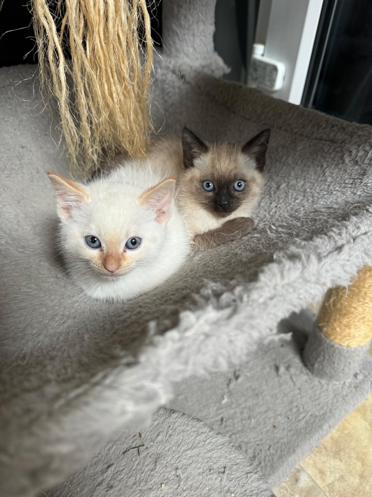 Unique shorthair kittens 