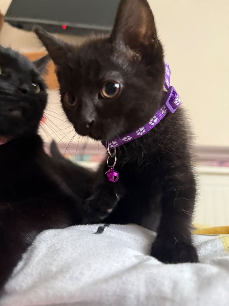 5 kittens for sale 4 girls 1 boy