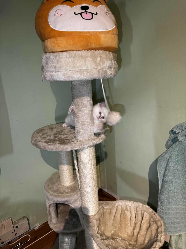 edinburgh female ragdoll kitten