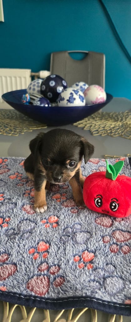 Chihuahua Puppies