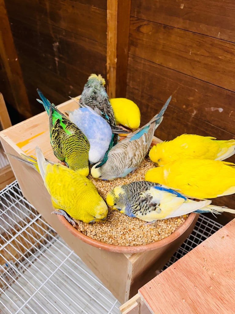 Various budgies for sale 