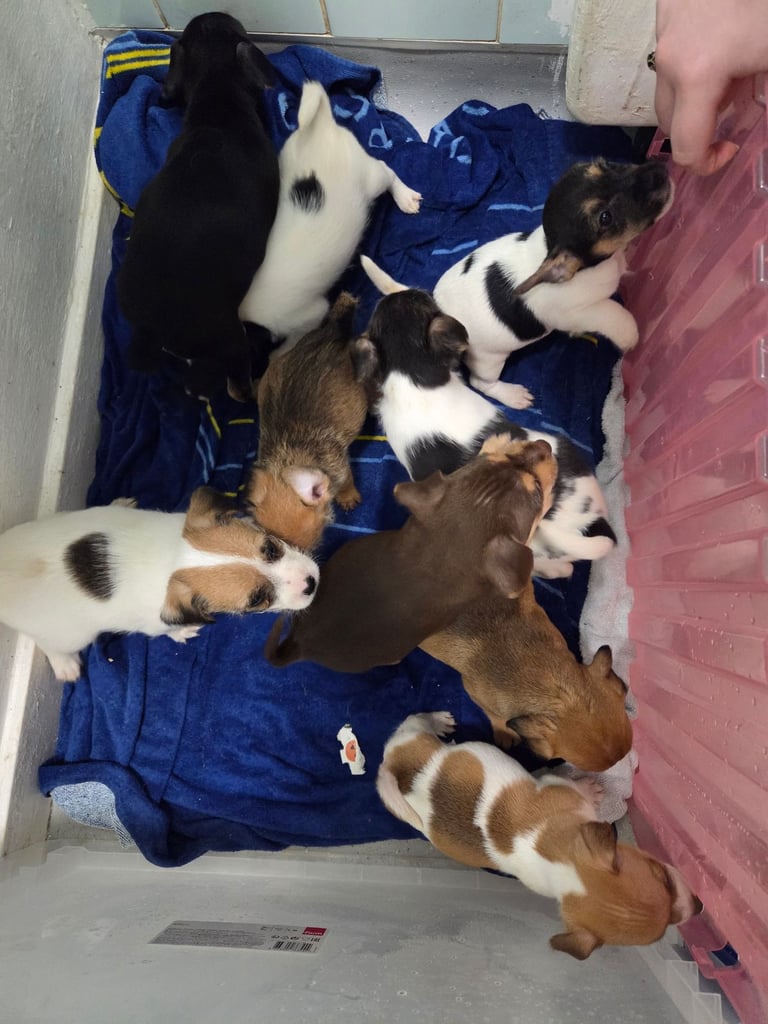 Jack russell pups 