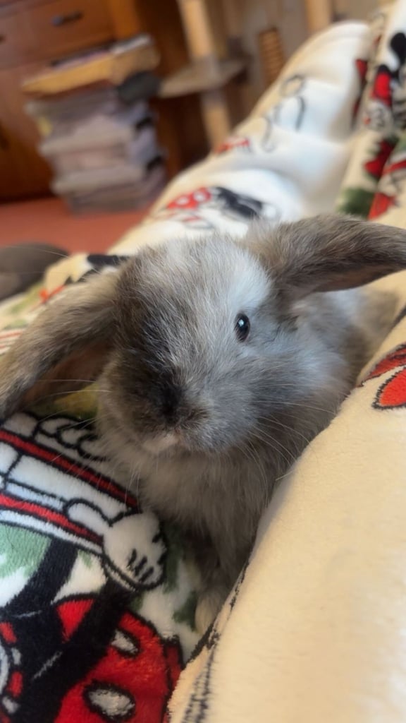 Baby mini lop rabbits